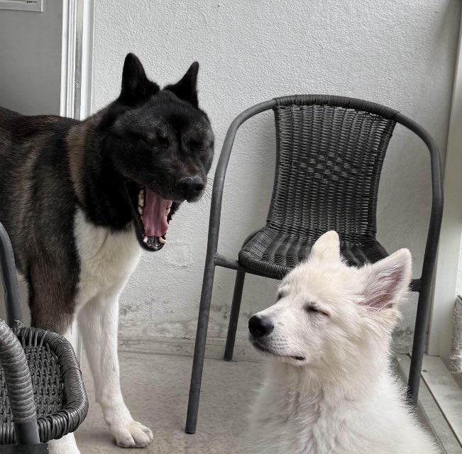 shnibbles tweet media