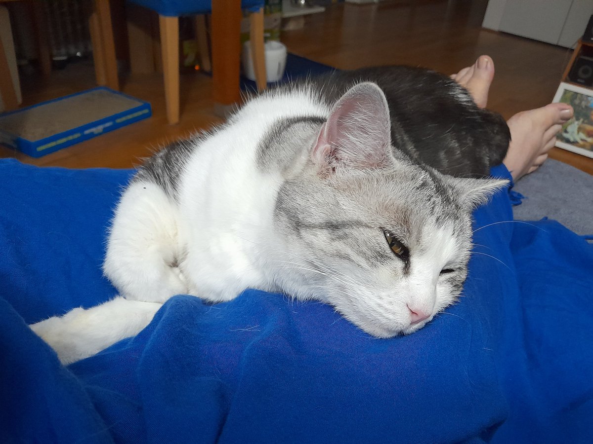 Diary of a cat servant: As it is a chilly June evening today's #FlashbackFriday is naturally to a warm summer DUVET #Hedgewatch shift in December.