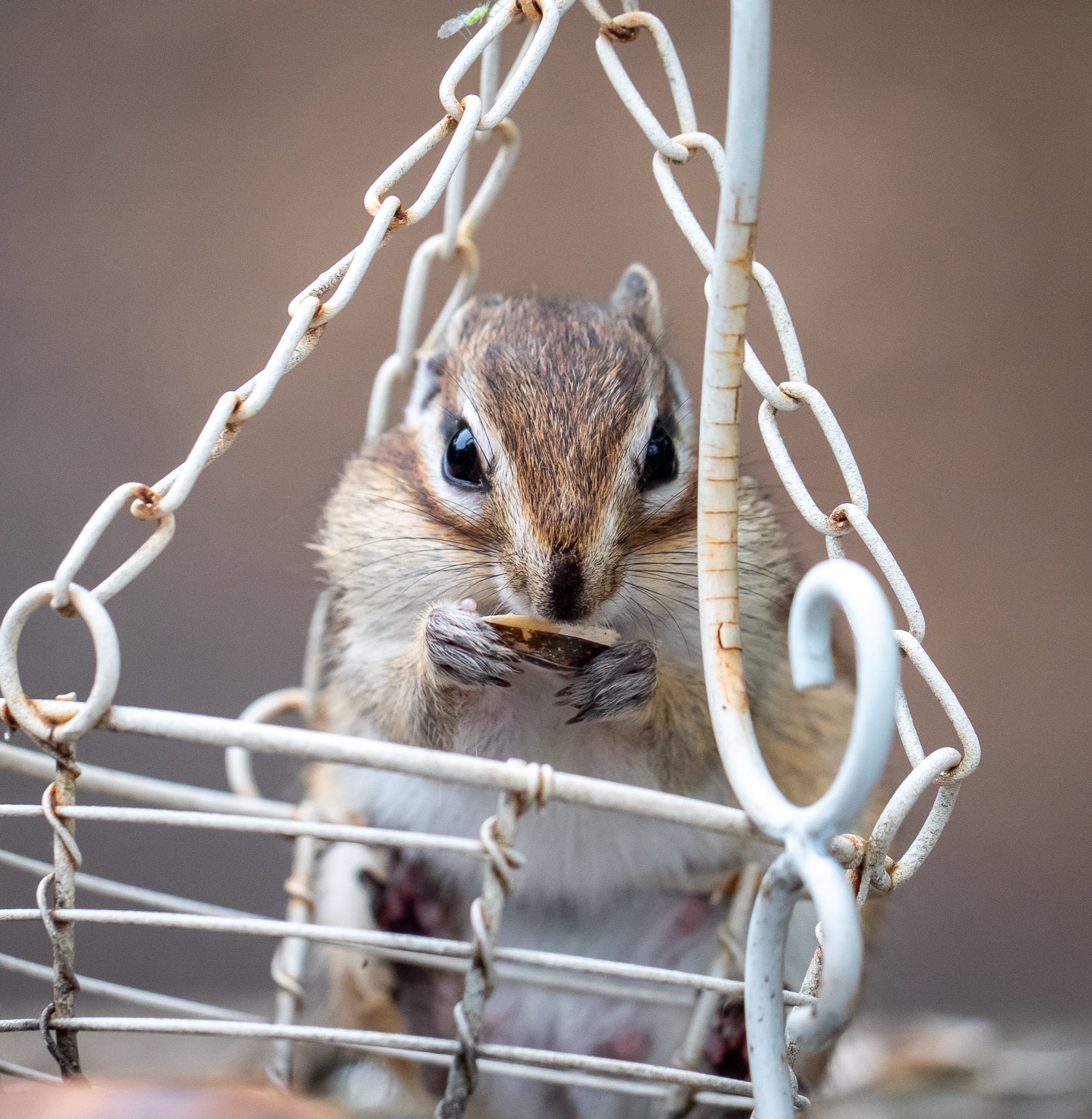 * vintage squirrel ♡ ハートと一緒の 可愛い リスさん リスさん♡ Squirrel」のアイデア 87 件 | リス, かわいいリス