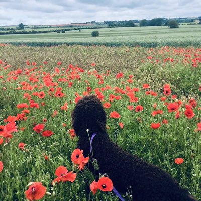 #DDay Lest we forget

They shall grow not old, as we that are left grow old:
Age shall not weary them, nor the years condemn.
At the going down of the sun and in the morning
We will remember them

Thank you 🫡