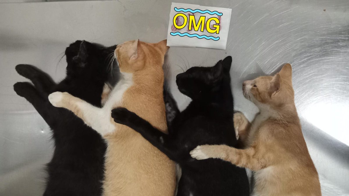 UI Peduli Hewan tweet media