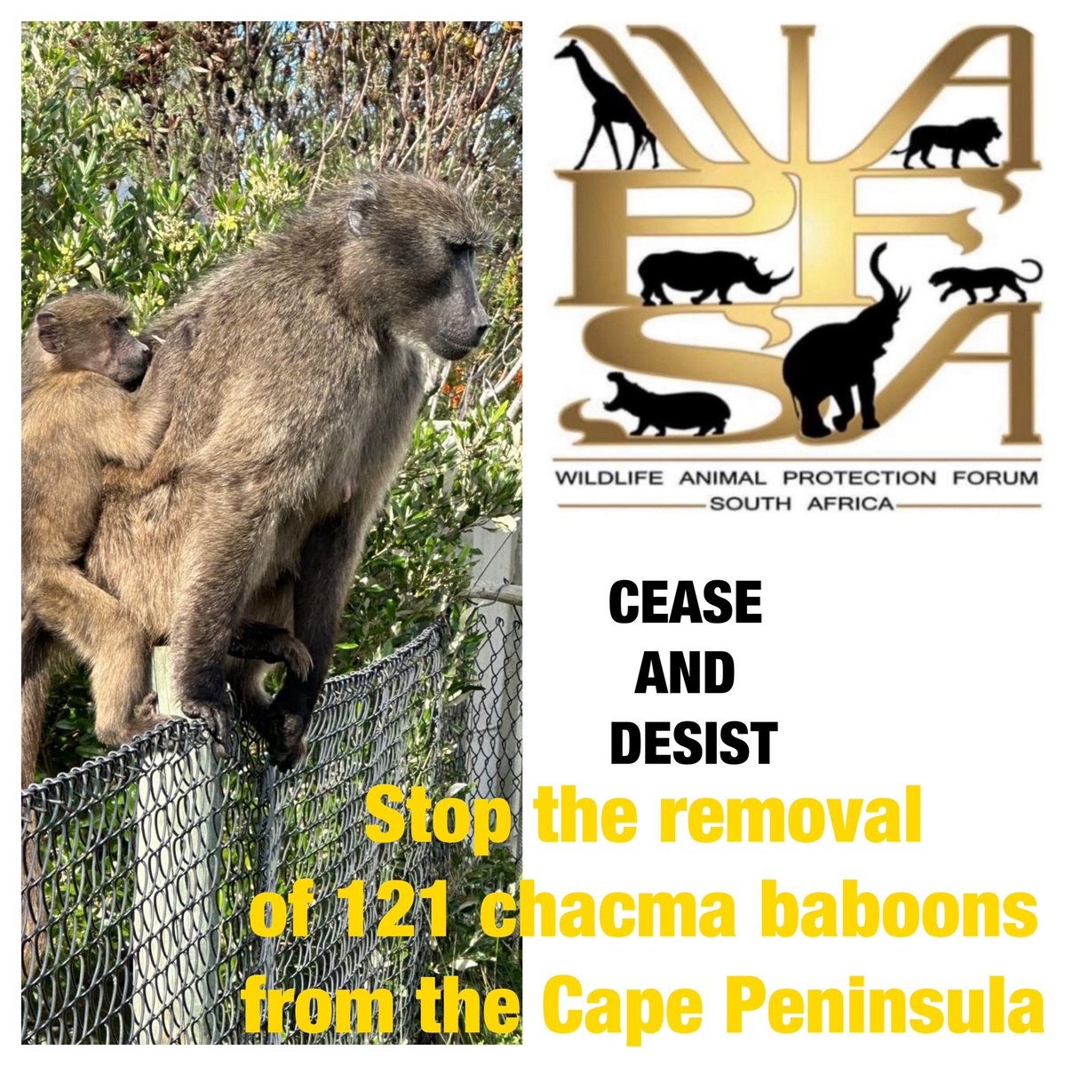 CEASE AND DESIST <a href="/CityofCT/">City of Cape Town</a> <a href="/CapeNature1/">CapeNature</a> <a href="/SANParks/">SANParks</a> a strongly worded letter, please take note that we will not allow the removal of 121 Chacma baboons from the Cape Peninsula. wapfsa.org/cease-and-desi…