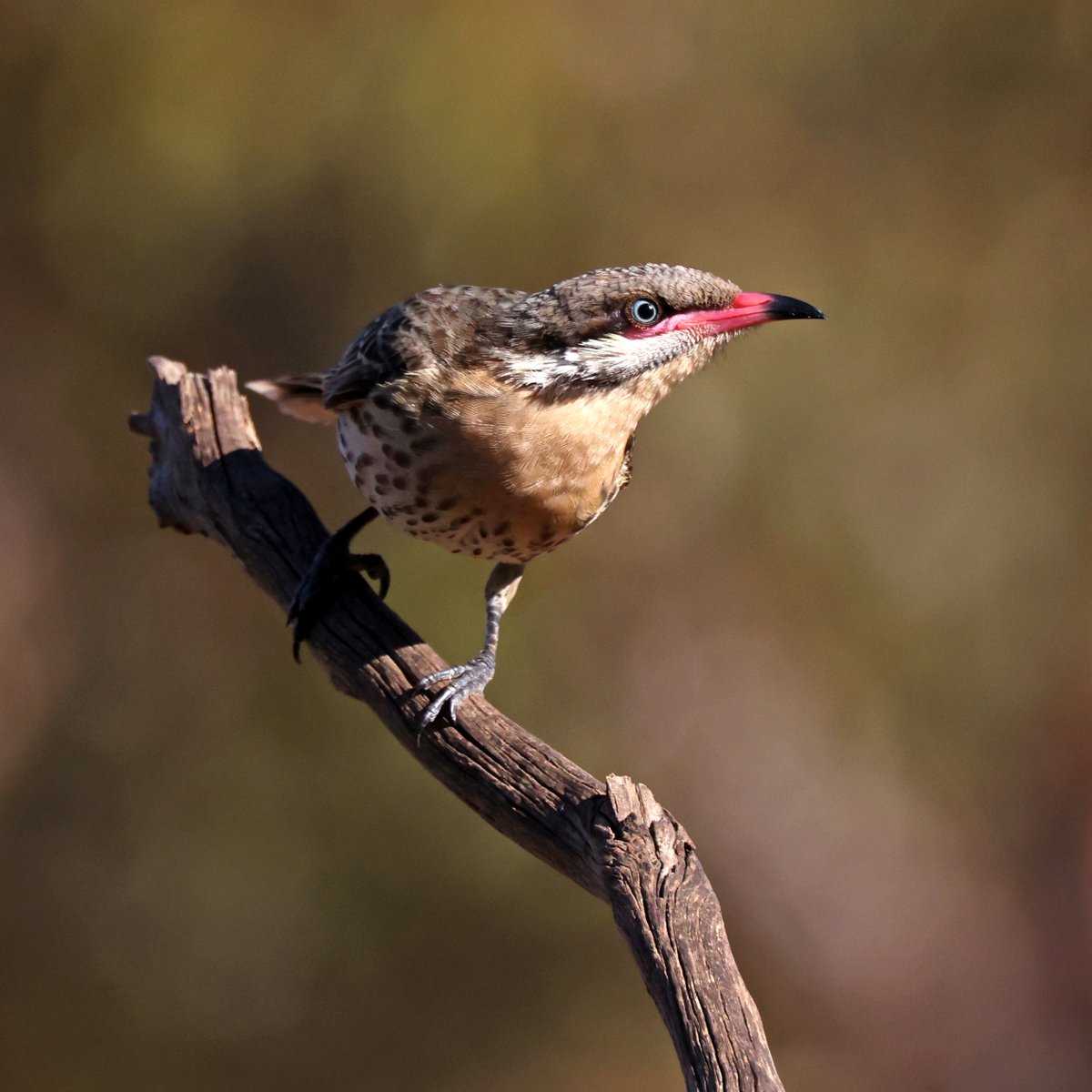 Even though I must have thousands of photos of spiny-cheeked honeyeaters by now, I just can't resist them.
They are such characters and the camera just loves them.
At Gluepot Reserve last weekend.