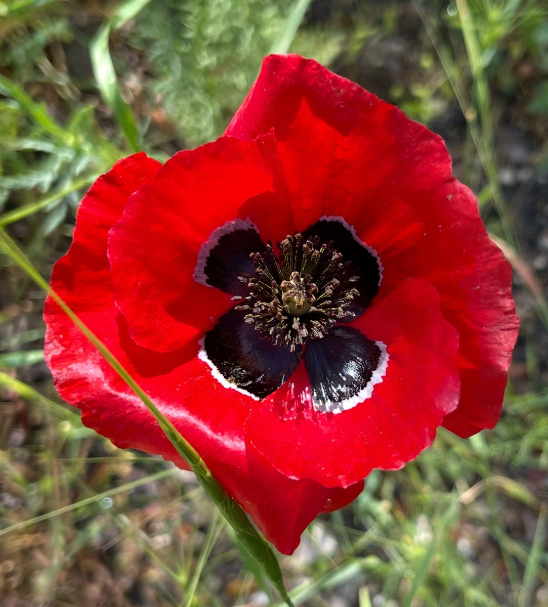 ⁦⁦<a href="/kirmizikara/">Gençlerbirliği SK</a>⁩ ailesinin bayramını kutlar, sağlık mutluluk ve esenlikler dileriz.