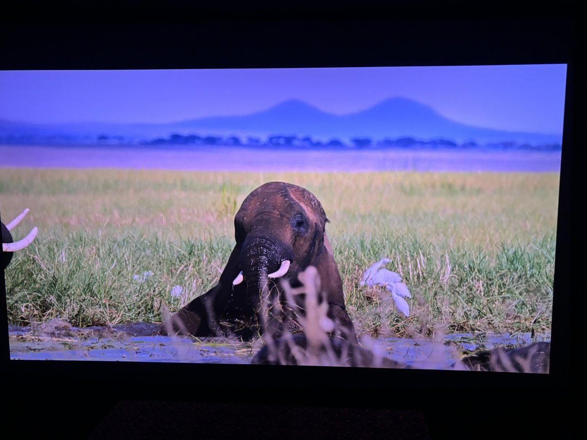 Planning to play  some educational documentary movies whenever we have dull period 

All movies r in flat ratio movies 

Interested ?

#TurtleOdyssey #AnimalKingdom #Space