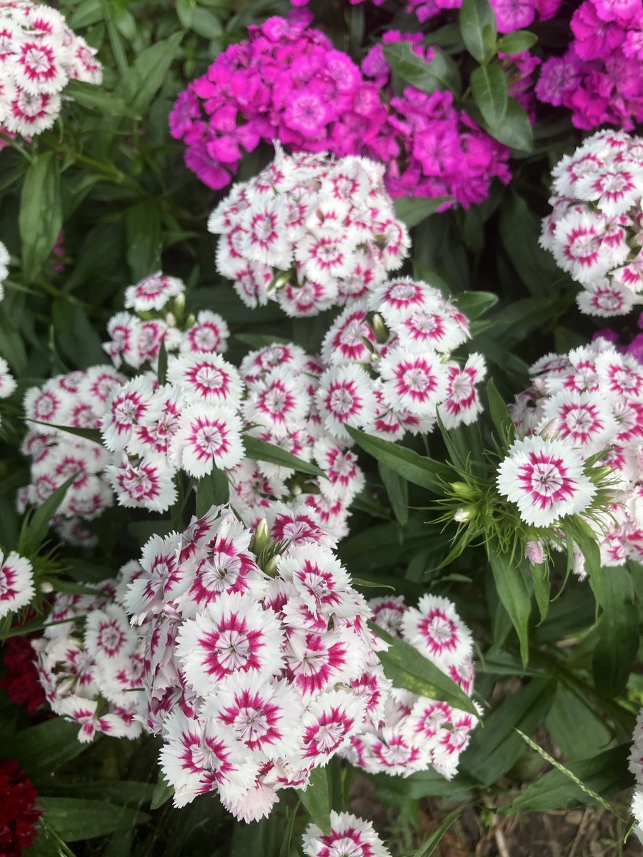 gerard_tulip's tweet image. Het is niet
de berg die je
overwint
maar jezelf!

Goedemorgen lieve mensen. Deze is voor alle #toppers die gisteren de alpe d'huzes hebben gelopen of gefietst! Hulde voor deze overwinning. Geniet ervan. Fijne vrijdag! #goedemorgen #knuffel #alpeduzes #kwf  #Opgevenisgeenoptie