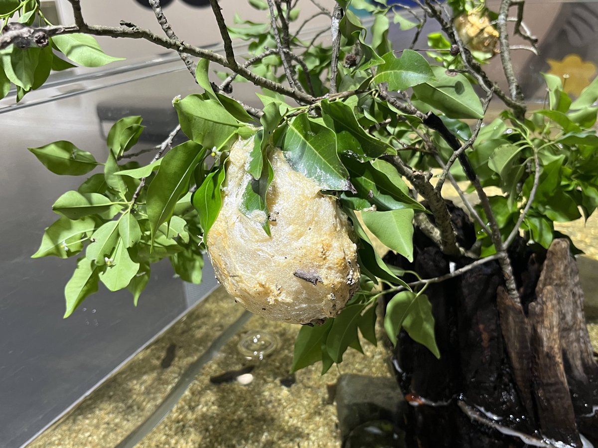 今年も登場！
#モリアオガエル の卵塊展示

水辺の木の枝に作られる泡状の卵塊は、
梅雨の風物詩。
雨によって泡が溶け、オタマジャクシが水面に生まれ落ちます。

7/6まで展示予定。
オタマジャクシの誕生と成長をお楽しみに✨

協力:兵庫県猪名川町里山倶楽部 様

#ニフレル