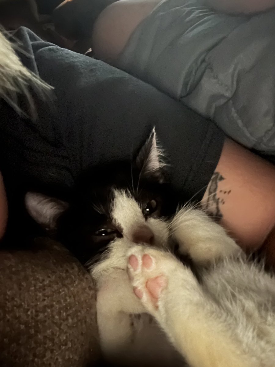 phphxz3's tweet photo. 🐈‍⬛ https://t.co/pXSMsLL0Uk