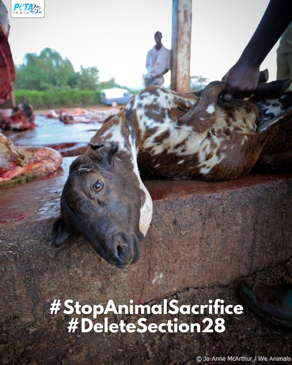 Sacrifice inflicts unnecessary pain and suffering on animals and is outdated in a modern society. 

Join us in calling for the deletion of Section 28 of the Prevention of Cruelty to Animals Act 1960 to stop animal sacrifice: petaindia.com/EndSacrifice

#Bakrid #BakrEid