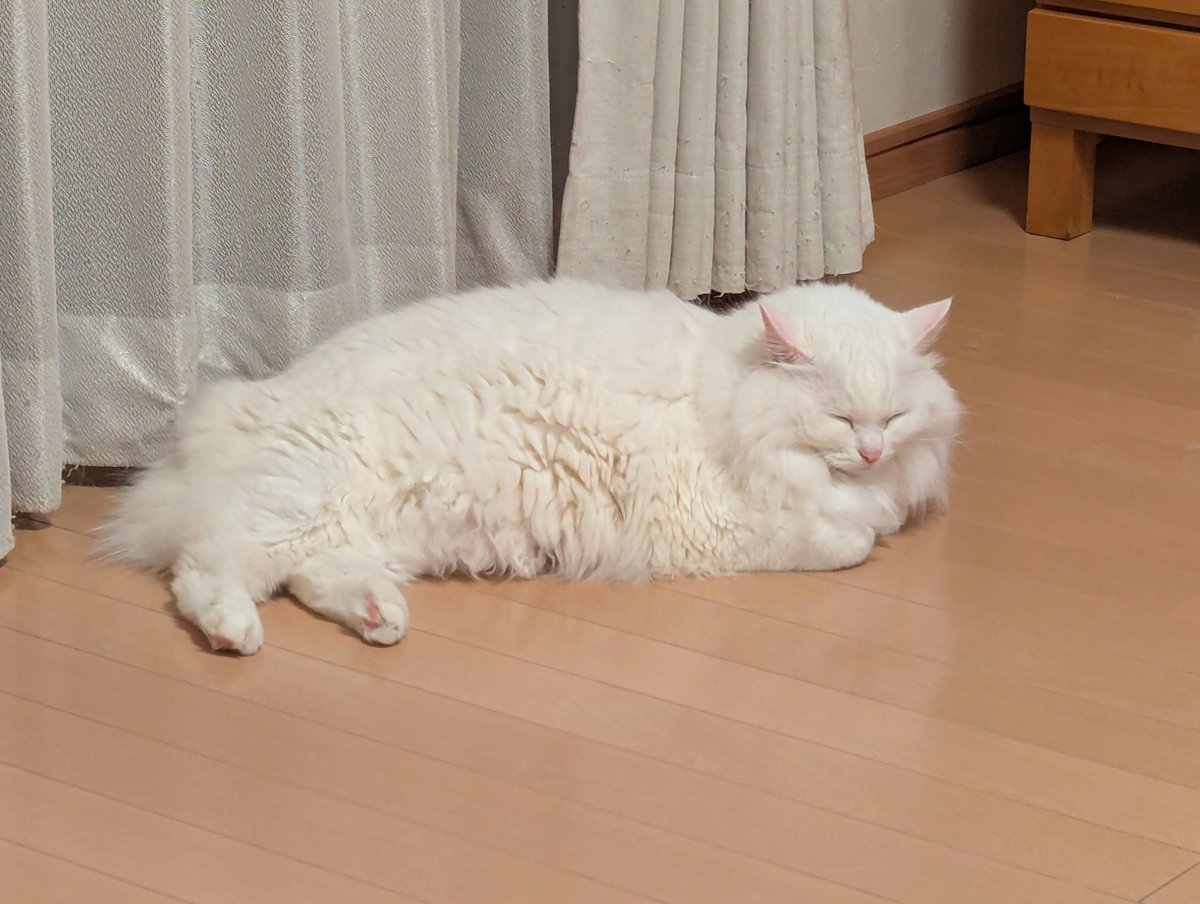 いつも寝てます😸