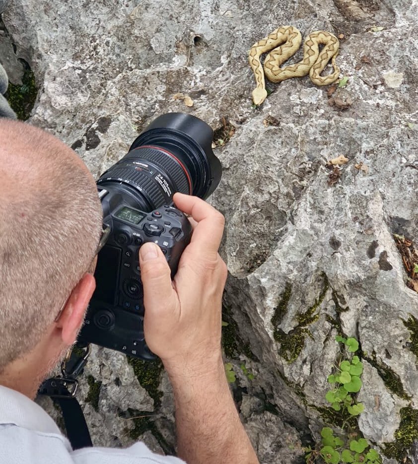 JogchumV's tweet image. Zij: ‘Wees je voorzichtig daar in de bergen, met al die slangen?’

Ik: ‘Geen zorgen, ik ga heus Europa’s giftigste slang niet fotograferen vanop 15 cm afstand voor een goeie close-up.’

Zij: …

Ps. Voor alle duidelijkheid: slang is rechts in beeld 😌 #ViperaAmmodytes #Zandadder