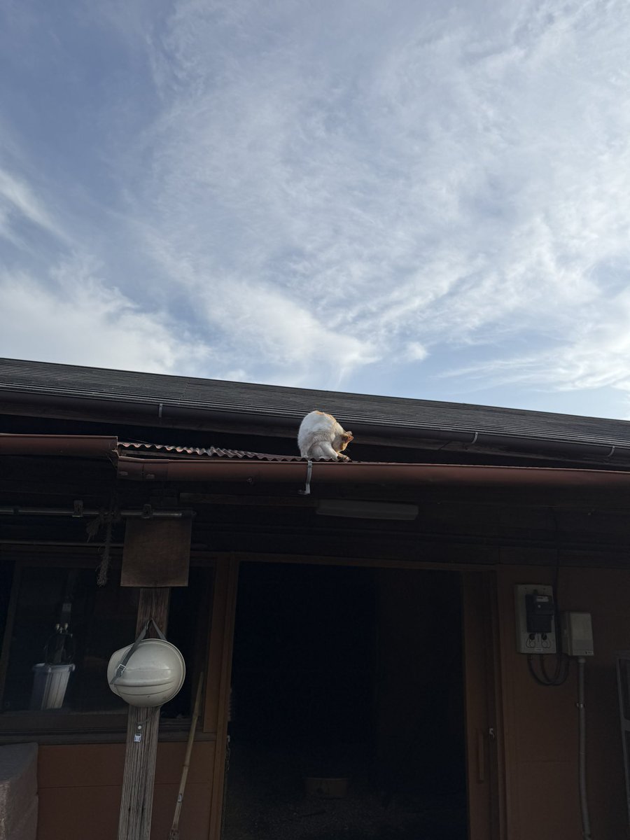 船橋開催最終日です🐴

本日は4頭出走します。

1R シュヴァルツボーイ号
　モカビンビン号
3R セザンバトラー号
4R パンパデルカルメン号

応援よろしくお願いします✨

4日目はナリノヴァニーユ号が10Rに出走し4着でゴールしました。
応援ありがとうございました😊

今朝は高い所にいたミケちゃん😺