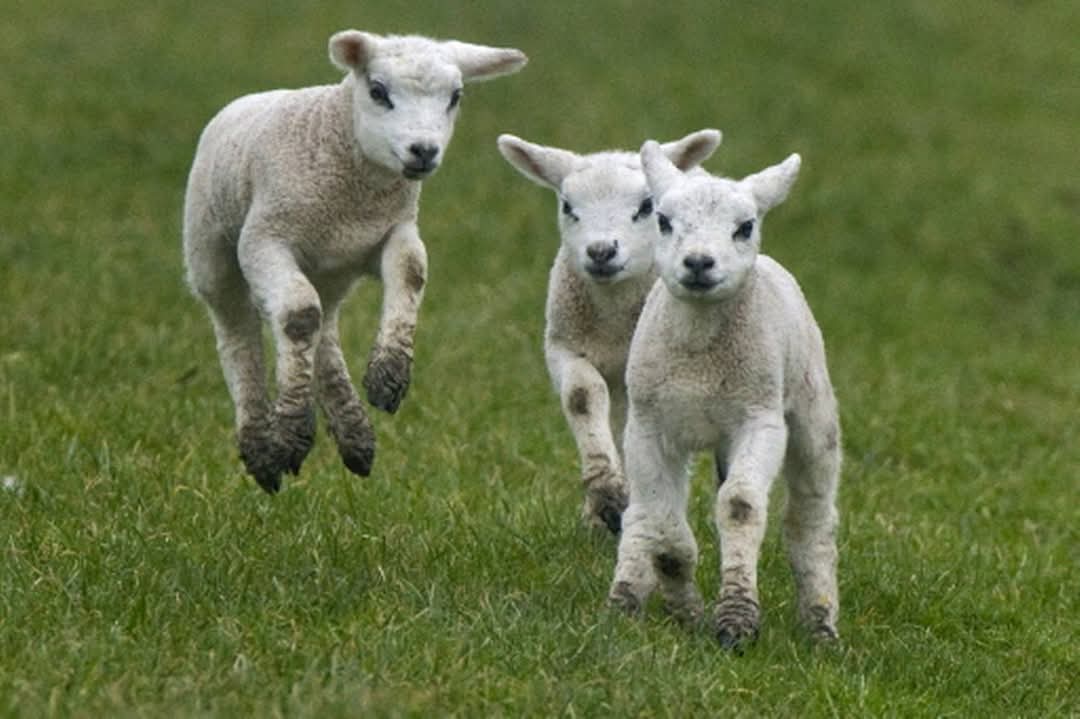 FB herinnerde me aan een post van 8 jr terug. Die past hier ook wel:
"Tussen alle ellende en verdriet rondom aanslagen, oorlogen en vermiste meisjes door, gun ik mijn FB-vrienden voor de afwisseling wat vrolijks. Lammetjes, omdat ze zo vrolijk en onbezorgd door de wei drentelen."
