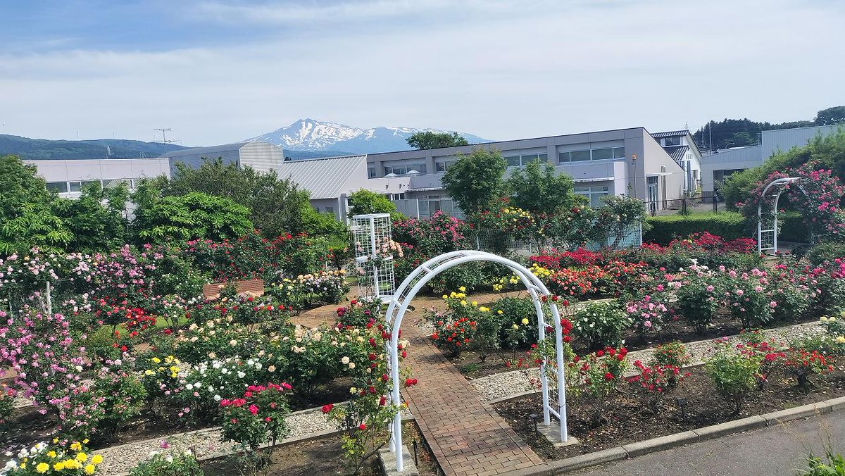 ferriteman1's tweet image. 今日のバラ園