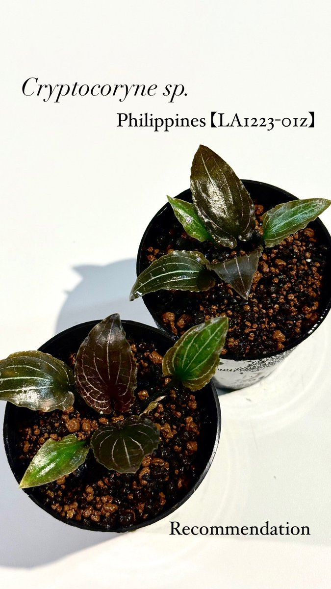 ジュエルオーキッドの様な風合いを見せるクリプトコリネ Cryptocoryne