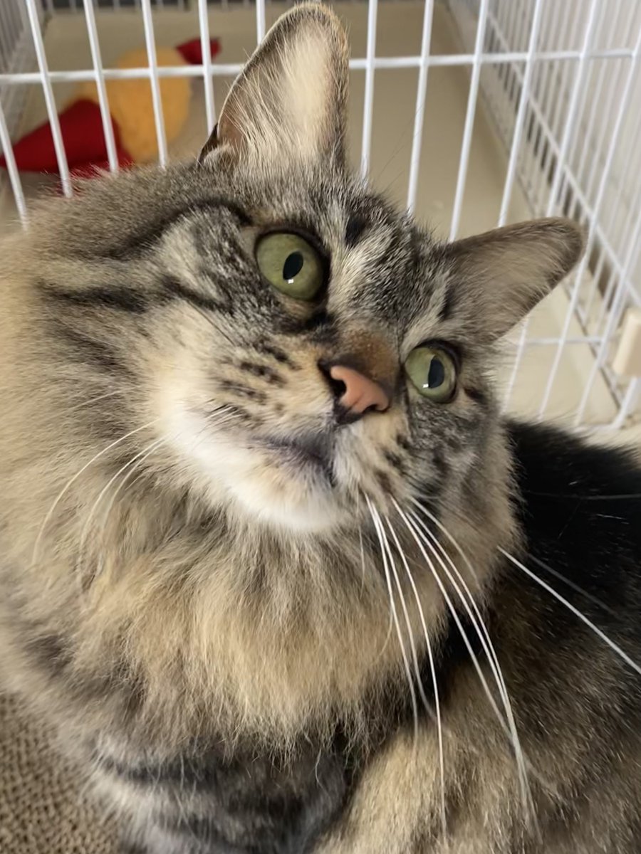 今日もモフモフ🐱