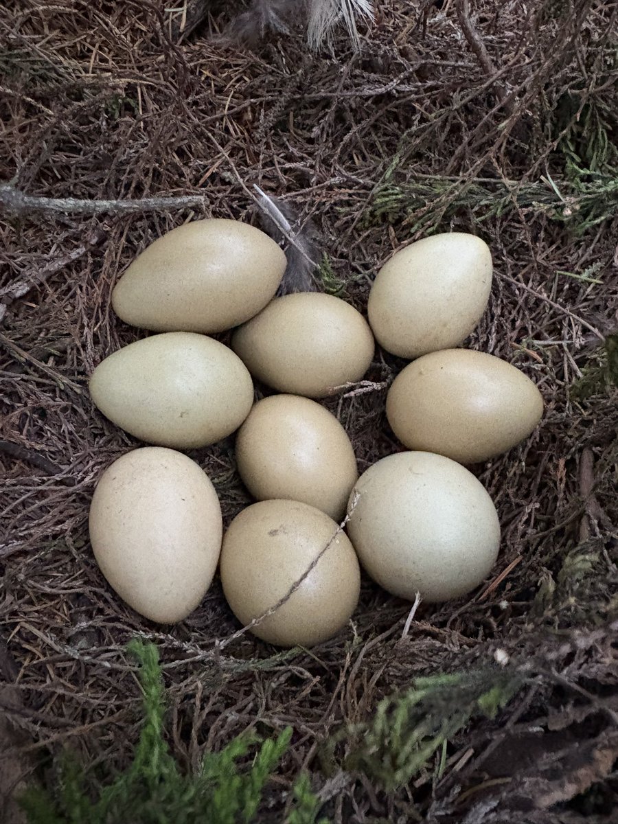 Nest of the pheasant on clear fell with <a href="/NestingUpNorth/">NestingUpNorth</a>