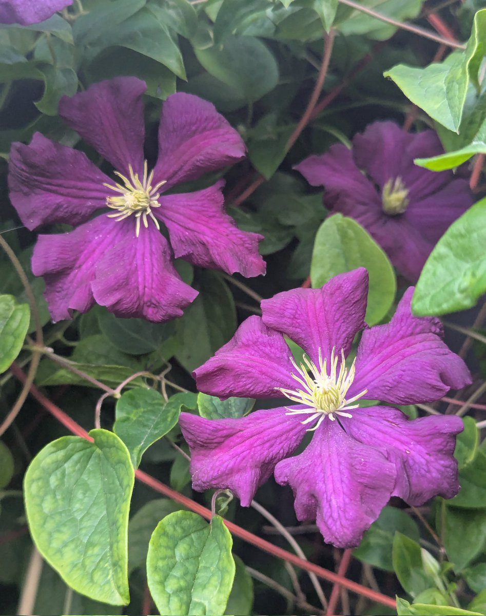 Summer is near.. ☀️
 my Clematis has erupted into bloom!
🌿 💜💜✨ 🫶😌
#FlowersOnFriday #gardening