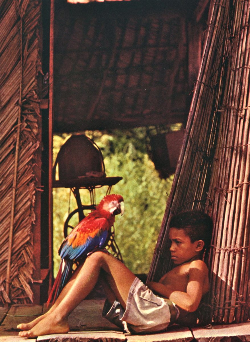 Two friends in Brasil by Fulvio Roitier