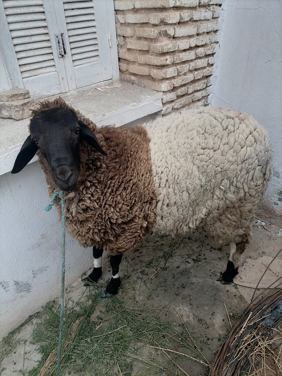 لطفي العبيدي (@mouadh1) on Twitter photo 