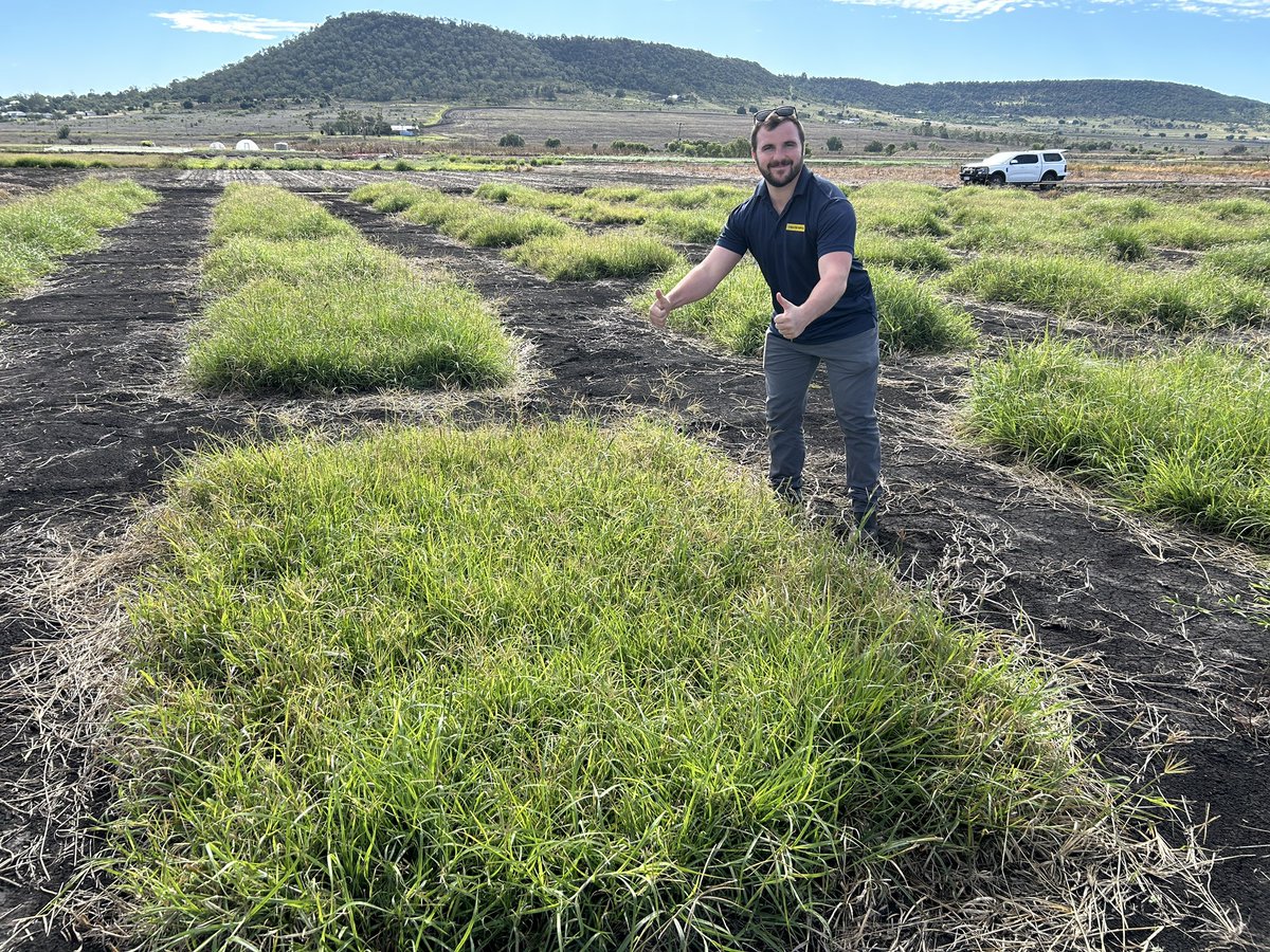 Ben (also known as Bin in kiwi accents), who has joined the Aus team after working with Barenbrug NZ, getting his first taste of tropical pastures 🌾🌾