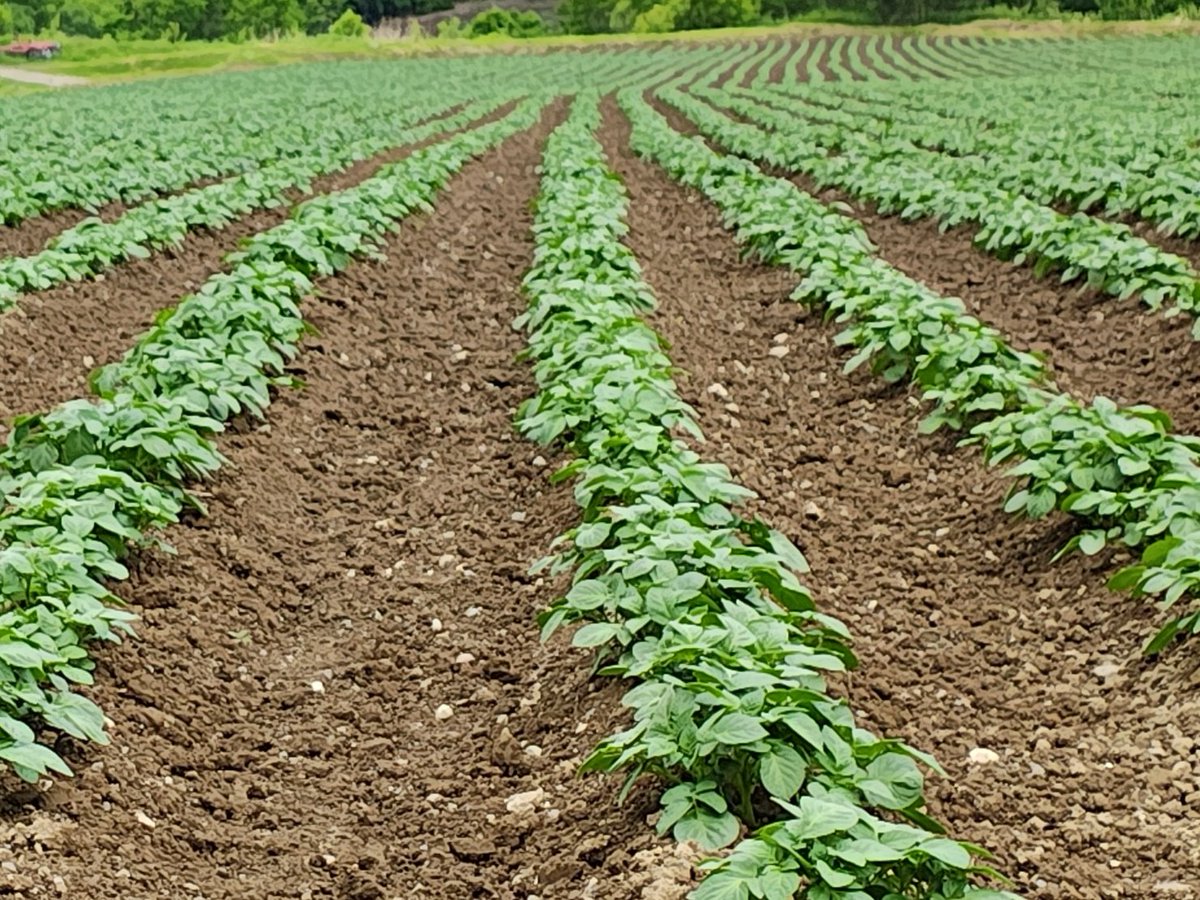 培土待ち
来週順番に培土していきます
種子馬鈴薯は慣行培土が主流

早期培土して除草剤という方法が使えない為😰

栽培期間の間、除草剤と言う名のつくものは全部禁止なので
みんなこの方法を取ってます😅