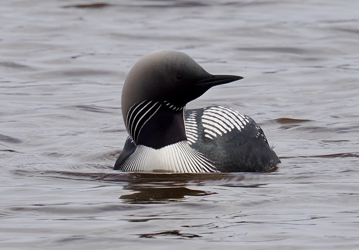 Pacific Diver in summer plumage! Nome, Alaska … with ⁦<a href="/a1virginia/">Virginia Fairchild</a>⁩