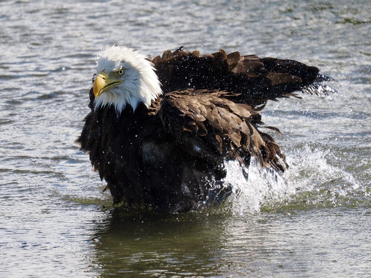 Rob Rackliffe (@robrackliffe) on Twitter photo We watched an American Bald Eagle bathing in a river this afternoon.. quite a sight! With <a href="/a1virginia/">Virginia Fairchild</a> We watched an American Bald Eagle bathing in a river this afternoon.. quite a sight! With <a href="/a1virginia/">Virginia Fairchild</a>