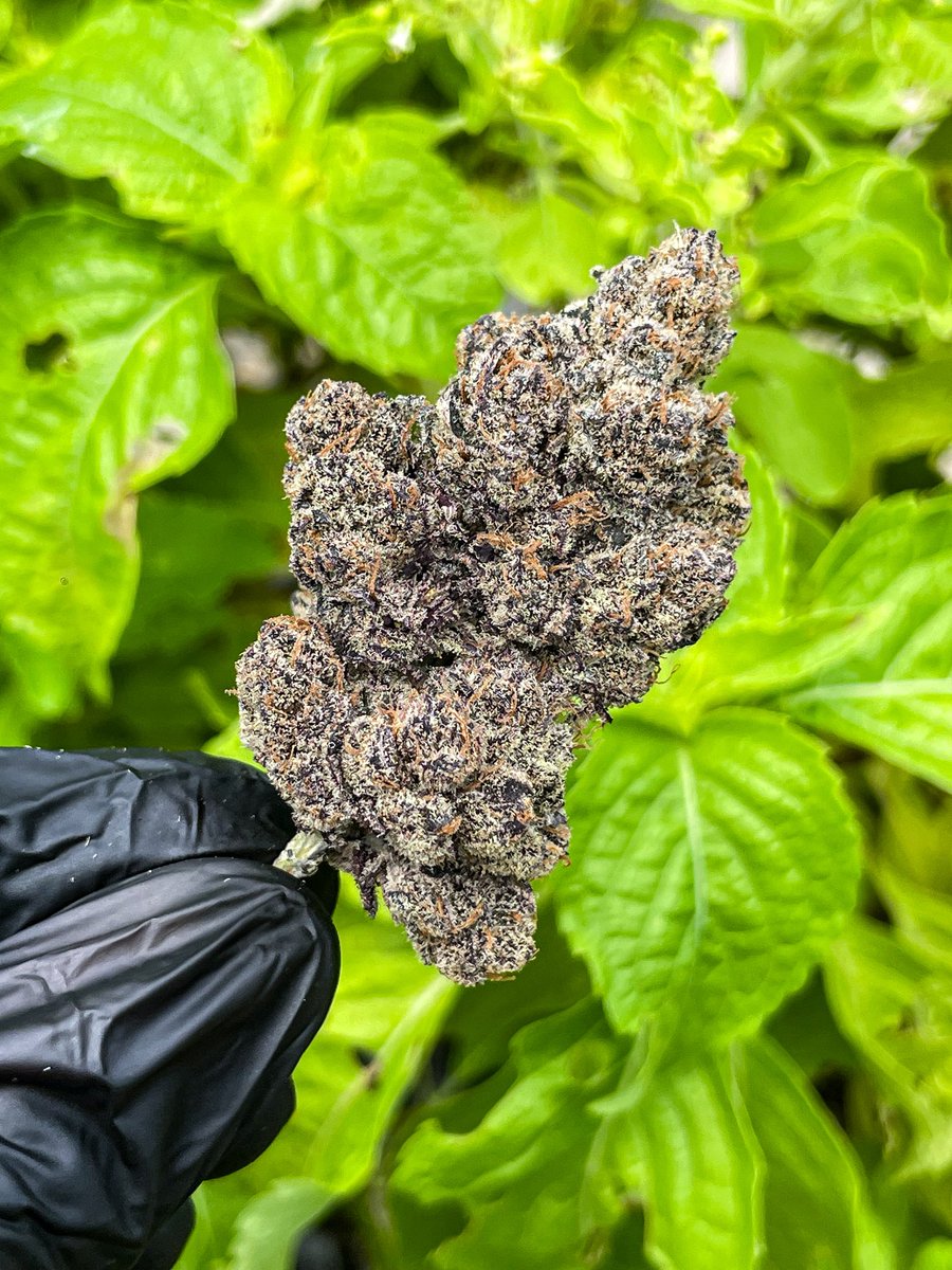 GodZilaz420's tweet photo. 🪻

#solfire #grower #ATHENA #กัญชา #กัญชาปราจีนบุรี #ปราจีนบุรี #420community #cannabis #นักปลูกกัญชา #กัญชาระบบปิด #กัญชากลางแจ้ง https://t.co/3bJQh26As6
