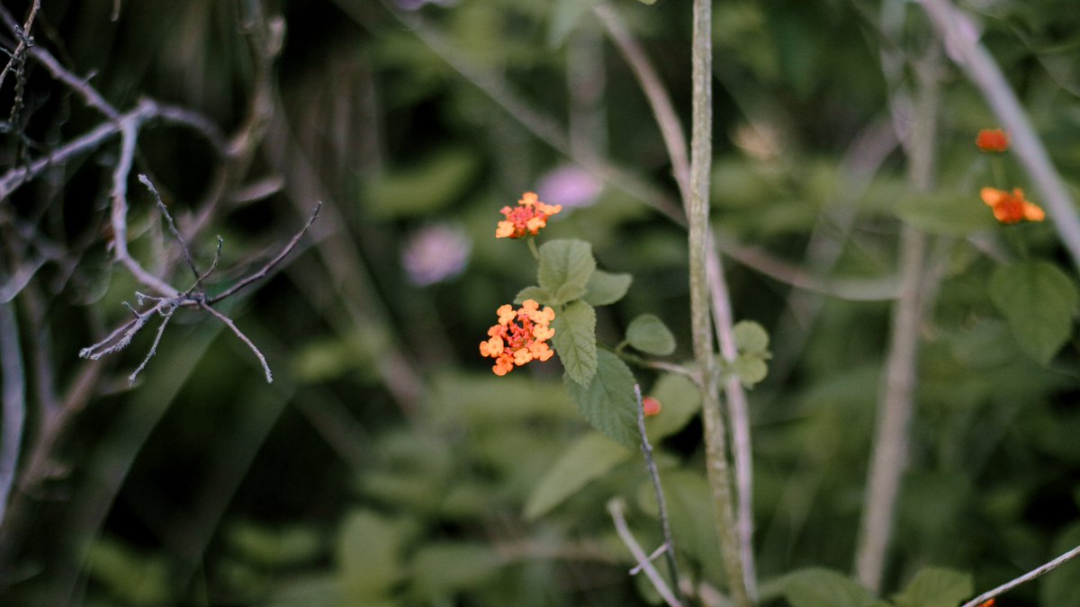 engr_markxtian's tweet image. 