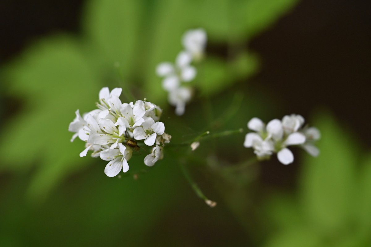 花が終わりかけておりますが、何とか。

コンロンソウ、だと思います。

#ところ遺跡の森