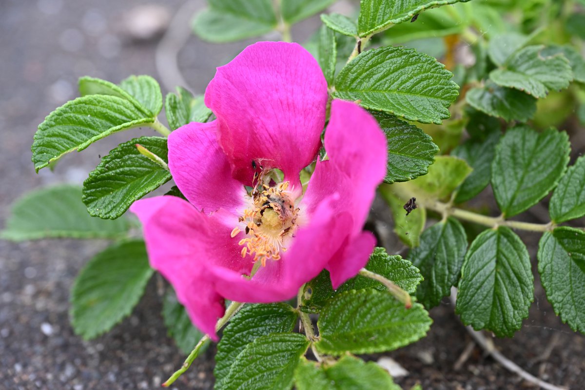 サロマ湖畔ではハマナスが咲き始めてました。

#常呂町栄浦