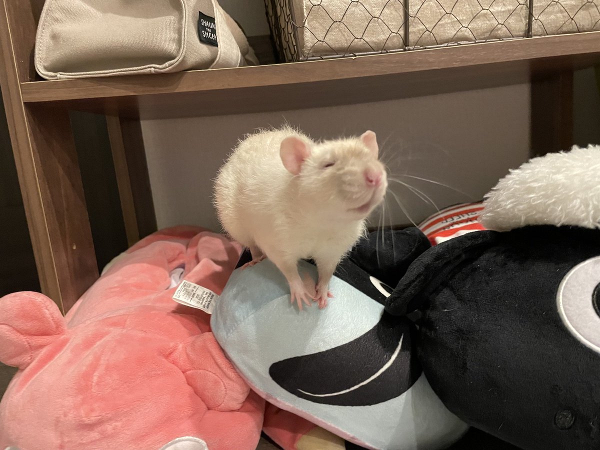 쥐배자 tweet media