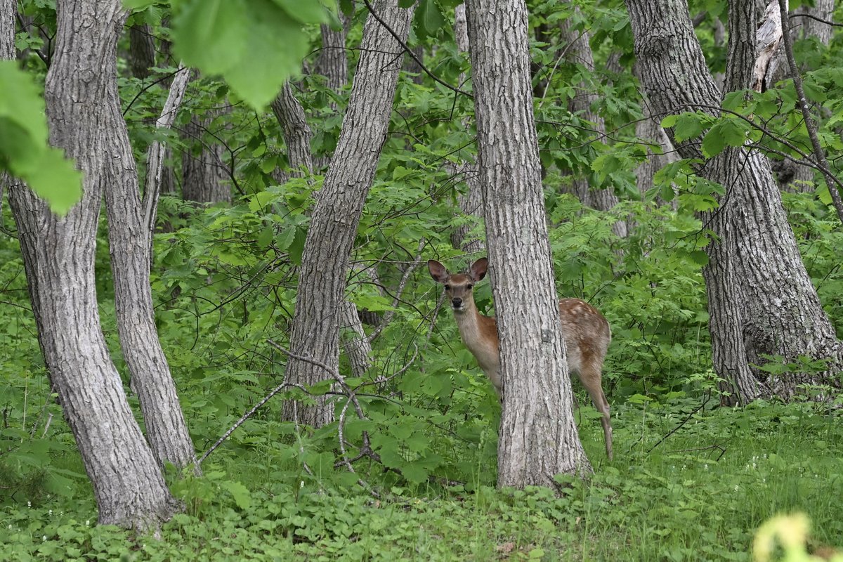 木の影からじっとこちらをうかがっています。相手も警戒していますが、距離は近い。

エゾシカ、最近はこの辺りでも見かけることが多くなりました。

#常呂町栄浦
