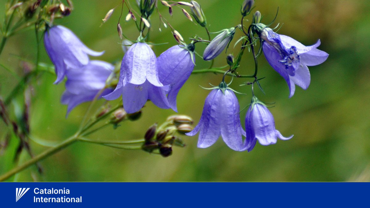 🇸🇪Glad nationaldag!

Happy Swedish National Day to Swedish citizens in Catalonia, Sweden and all over the world!

🌼The national flower of Sweden is the small bluebell, scientifically named Campanula rotundifolia. This flower was chosen in a public vote in 2021.