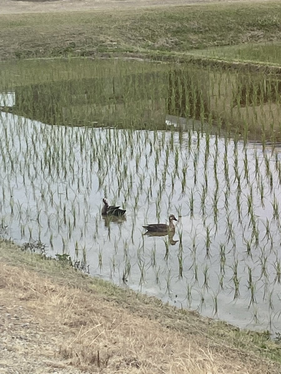 我が家の前の田んぼに鴨のご夫婦が…