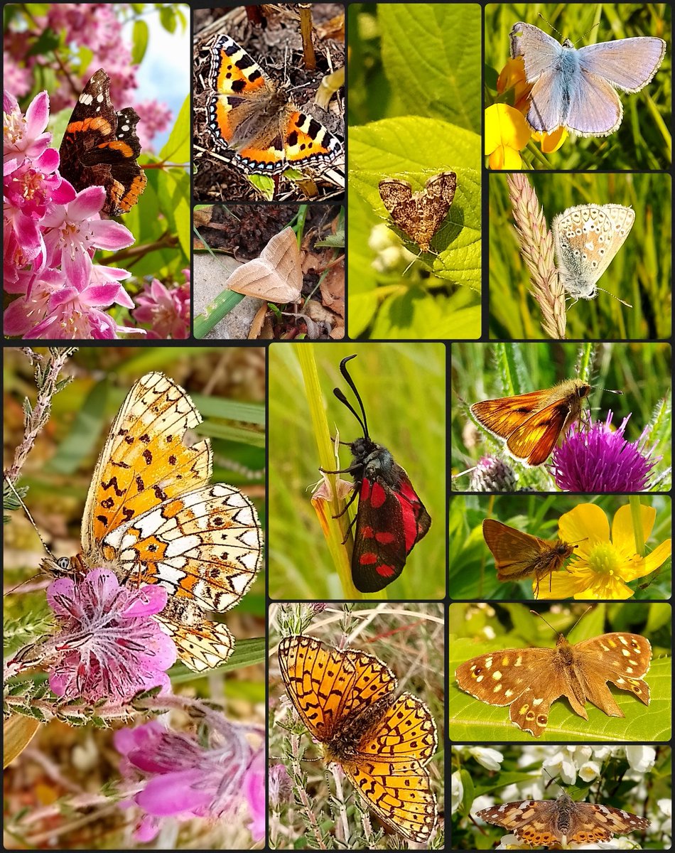 Sarah L (@s4r4h_l) on Twitter photo #FlutterbyFriday with flying friends encountered in the last week, red admiral, small tortoiseshell, nettle tap, common blue, large skipper, 6 spot burnet, small pearl bordered fritillary, speckled wood & painted lady. All #Lancashire <a href="/savebutterflies/">Butterfly Conservation π¦</a> <a href="/BC_Lancs/">Lancs Butterfly Conservation</a> #MothsMatter #joy #FlutterbyFriday with flying friends encountered in the last week, red admiral, small tortoiseshell, nettle tap, common blue, large skipper, 6 spot burnet, small pearl bordered fritillary, speckled wood & painted lady. All #Lancashire <a href="/savebutterflies/">Butterfly Conservation π¦</a> <a href="/BC_Lancs/">Lancs Butterfly Conservation</a> #MothsMatter #joy