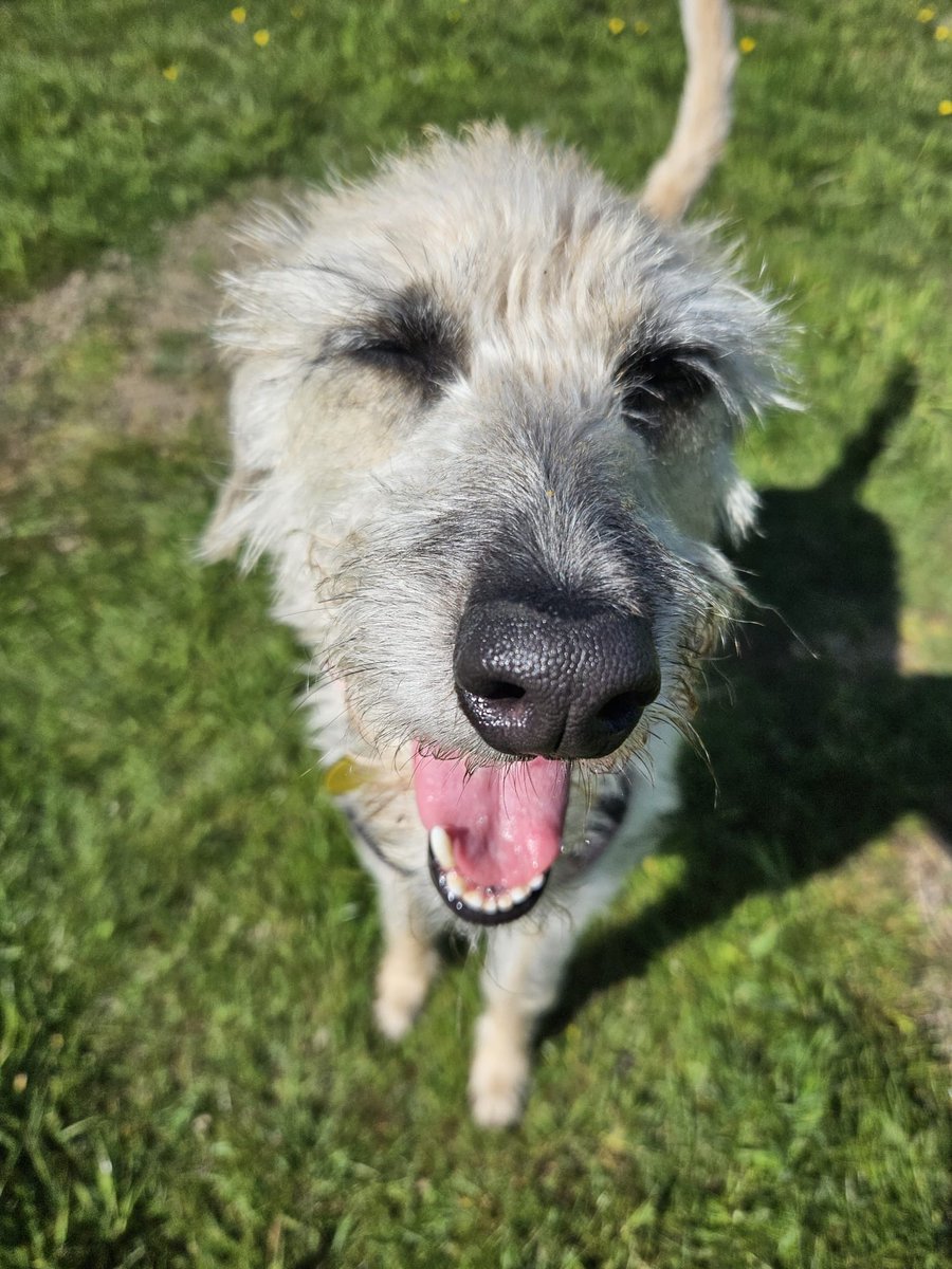 #FridayFeeling in abundance from Daisy, who just wants to have fun!! ❤️😍🎉

See if you're the PAWfect match she's looking 👉 dogstrust.org.uk/rehoming/dogs/…

#Rescuedog #rescuedogoftheday #lurcher #girlsjustwannahavefun #leeds #friyey #fridayvibes <a href="/DogsTrust/">Dogs Trust 💛🐶</a>
