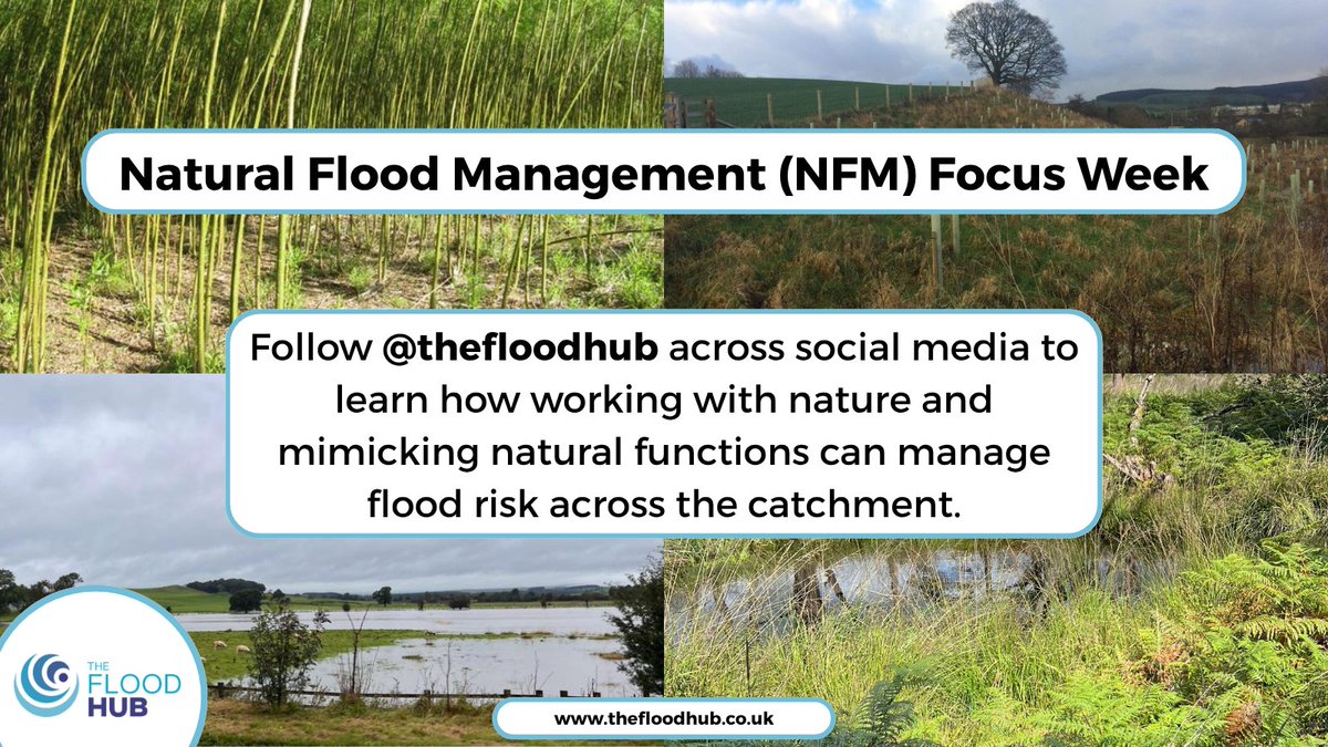 🔔Our #NaturalFloodManagement (#NFM) focus week starts on Monday🌱

🦫NFM involves working with #nature to manage #flood risk by mimicking the natural functions seen across a catchment. The aim for most projects is to #SlowTheFlow and increase #water storage, but achieving both