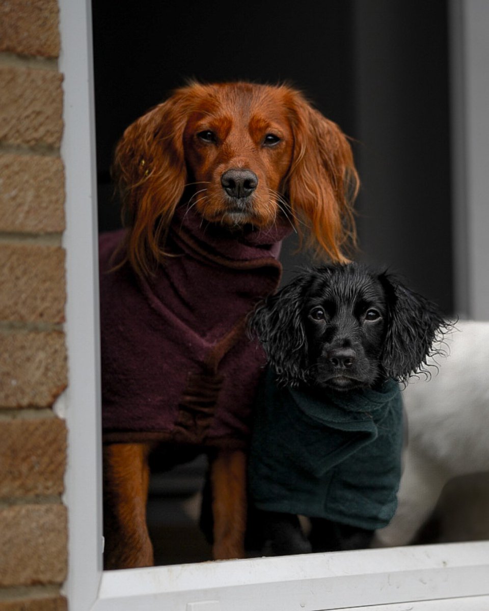 Don't let a little rain ruin your walk 🌧️ Our Drying Coats will have your dog warm and dry in no time, with minimal effort from you! 

#ruffandtumble