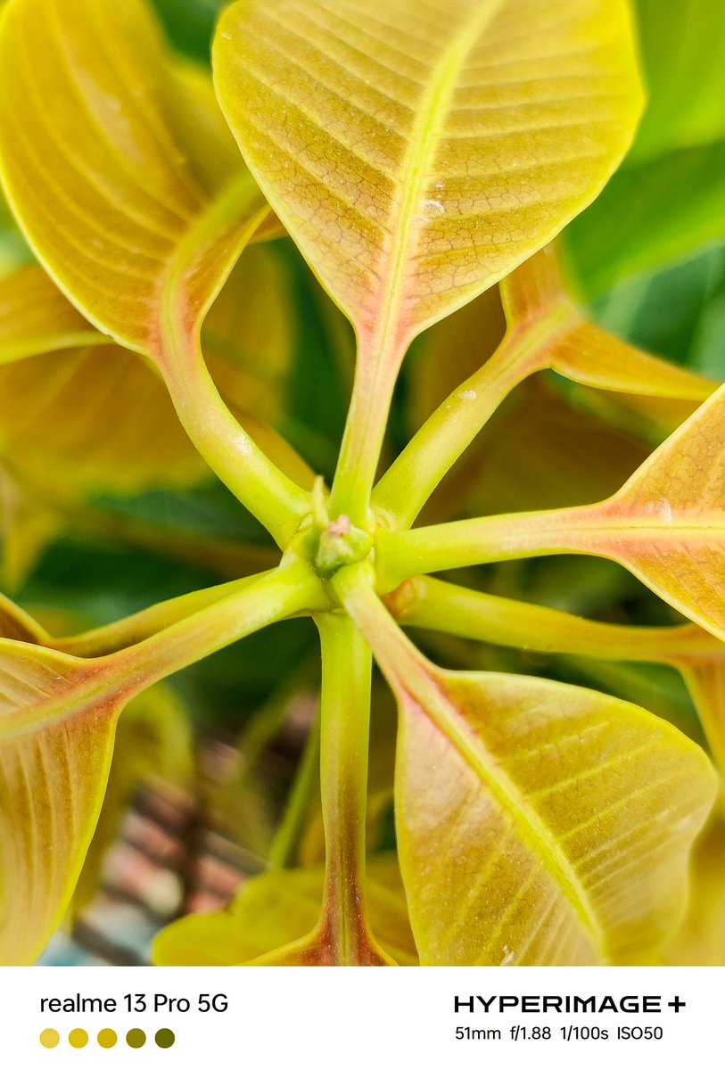 Some macro photography magic with #realme13pro 
<a href="/Snapdragon_IN/">Snapdragon India</a> <a href="/realmeIndia/">realme</a> 
<a href="/AkashJayKashyap/">Akash Jay Kashyap</a> 
#Snapdragon