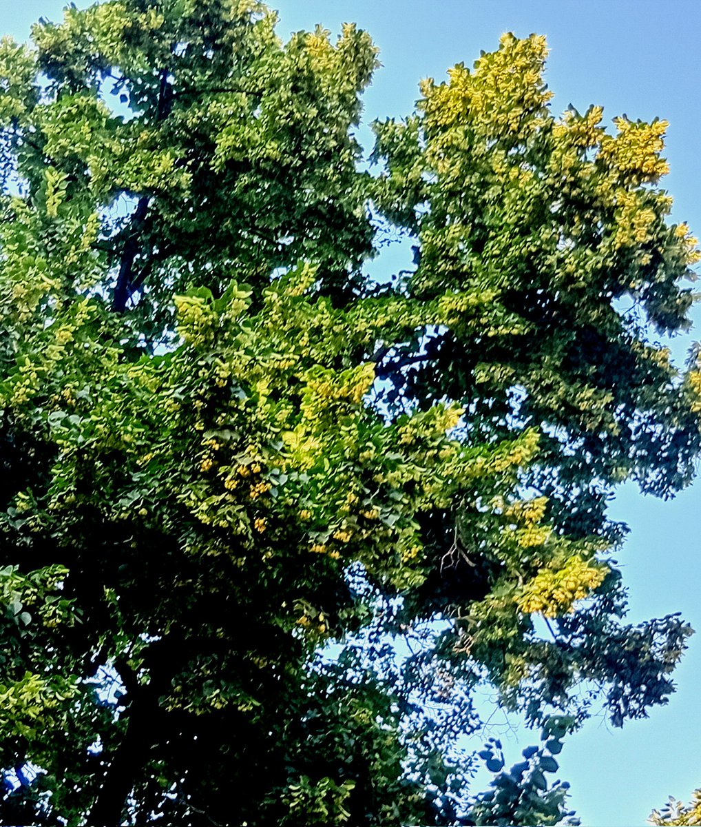 Катерина Галич tweet media