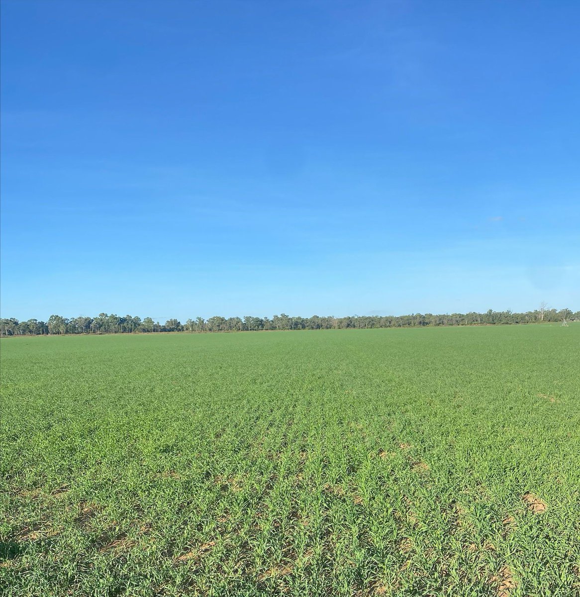 Irrigated Tycoon Forage Barely in Charters Towers, QLD.

Great for winter and early spring feed, silage and hay production, in northern NSW, southern and central Queensland.

#GrowWithConfidence @elderscharterstowers