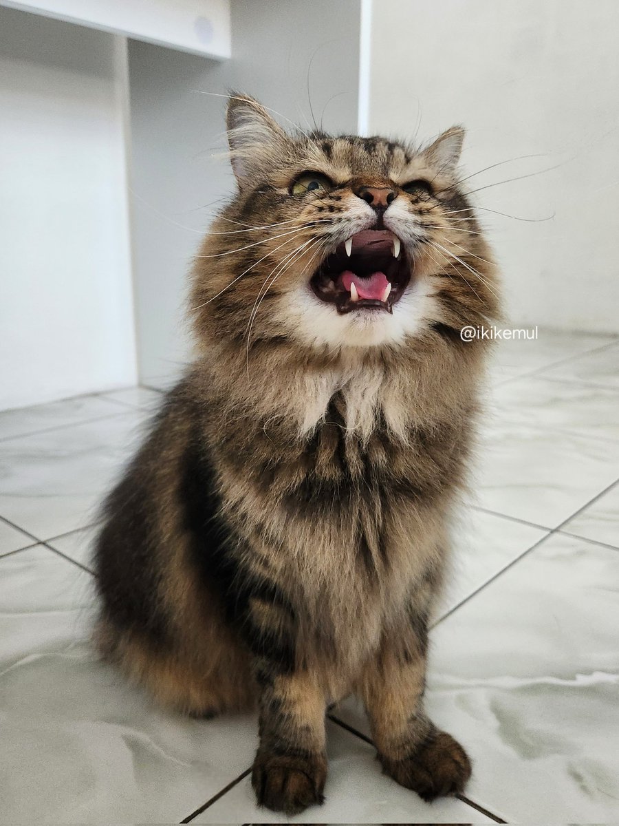 marah-marah karna ga dapat jatah gulai