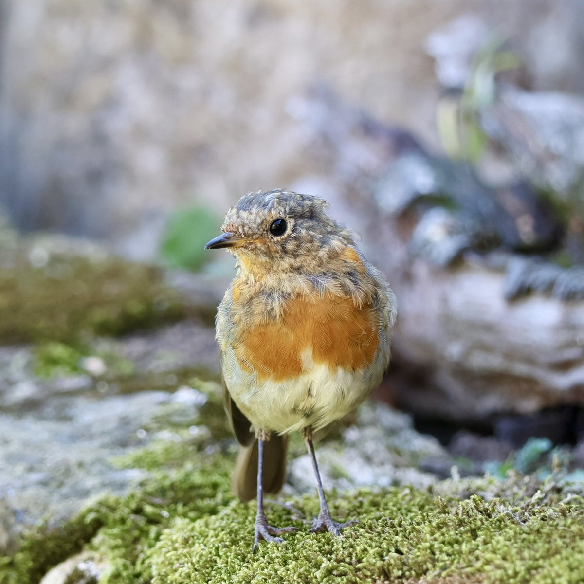 Good Morning and a happy Friday - a young Robin finding its way around the garden