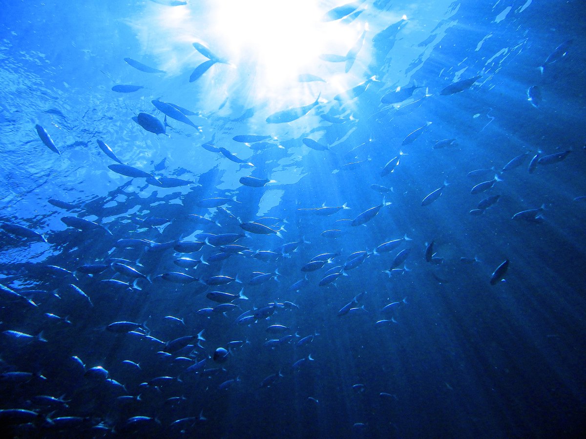 CCICED’s Special Policy Study (#SPS) team for #Oceans will hold a Blue Zone Side Event at the 2025 United Nations Oceans Conference taking place in Nice, France on June 13. Under the theme “Sustainable Blue Economy in the Vision of Carbon Neutrality”, it will highlight the