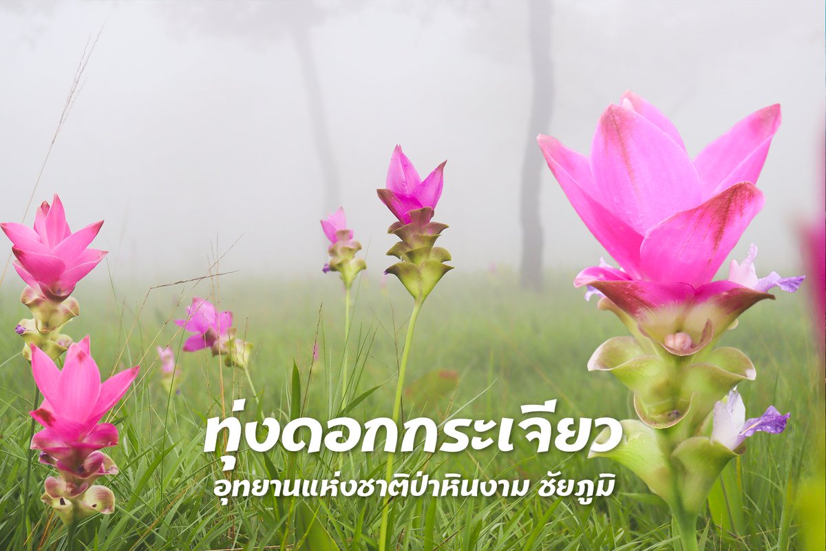 greenlighttrav's tweet photo. ทุ่งดอกกระเจียว อุทยานแห่งชาติป่าหินงาม ชัยภูมิ
ดอกเริ่มบานแล้วจะบานสะพรั่งเต็มที่กลางเดือนกรกฎาคม 
#ไฟเขียวเที่ยวได้ 🚲 #amazingthailand #unseenthailand #กระเจียวดอกแรก #ทุ่งดอกกระเจียว  #ผาสุดแผ่นดิน #ลานหินหน่อ #ลานหินงาม #อุทยานแห่งชาติป่าหินงาม  #ชัยภูมิ #เที่ยวชัยภูมิ https://t.co/tWNf0ssM8S