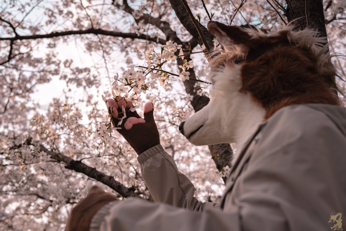 LeokkSwift2333's tweet image. 🐺🌸

#FursuitFriday 

📷:@Furry_Freo