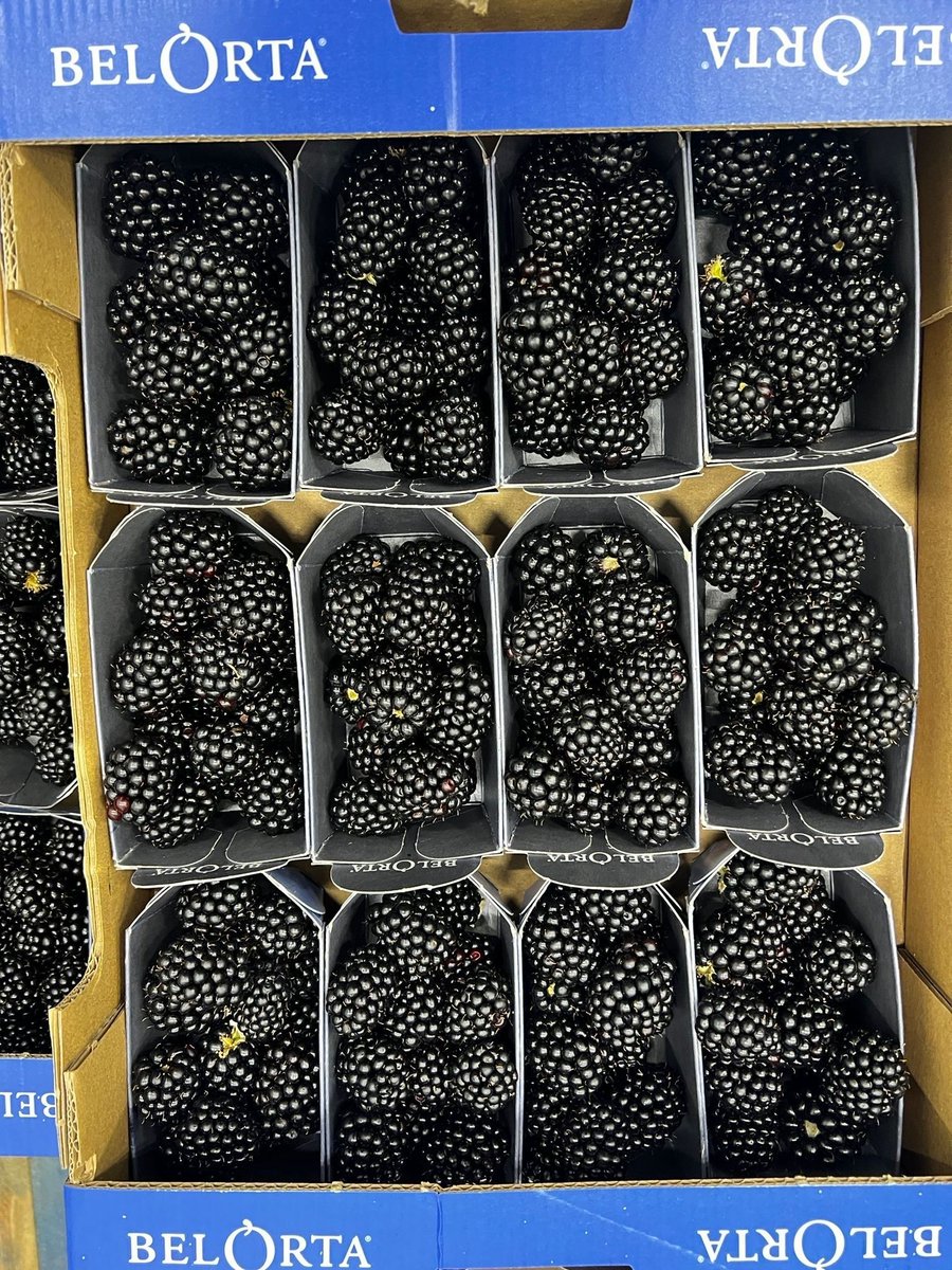 Friday's fresh pick: Early #DorsetBlackberries!

These tangy gems are here! Go beyond crumble:

Savoury reductions (duck, venison)
Infused vinegars
Vibrant purées

How are you adding Dorset's early blackberries to your menus? 
#DorsetChefs #SeasonalFood #UKProduce #Foodservice