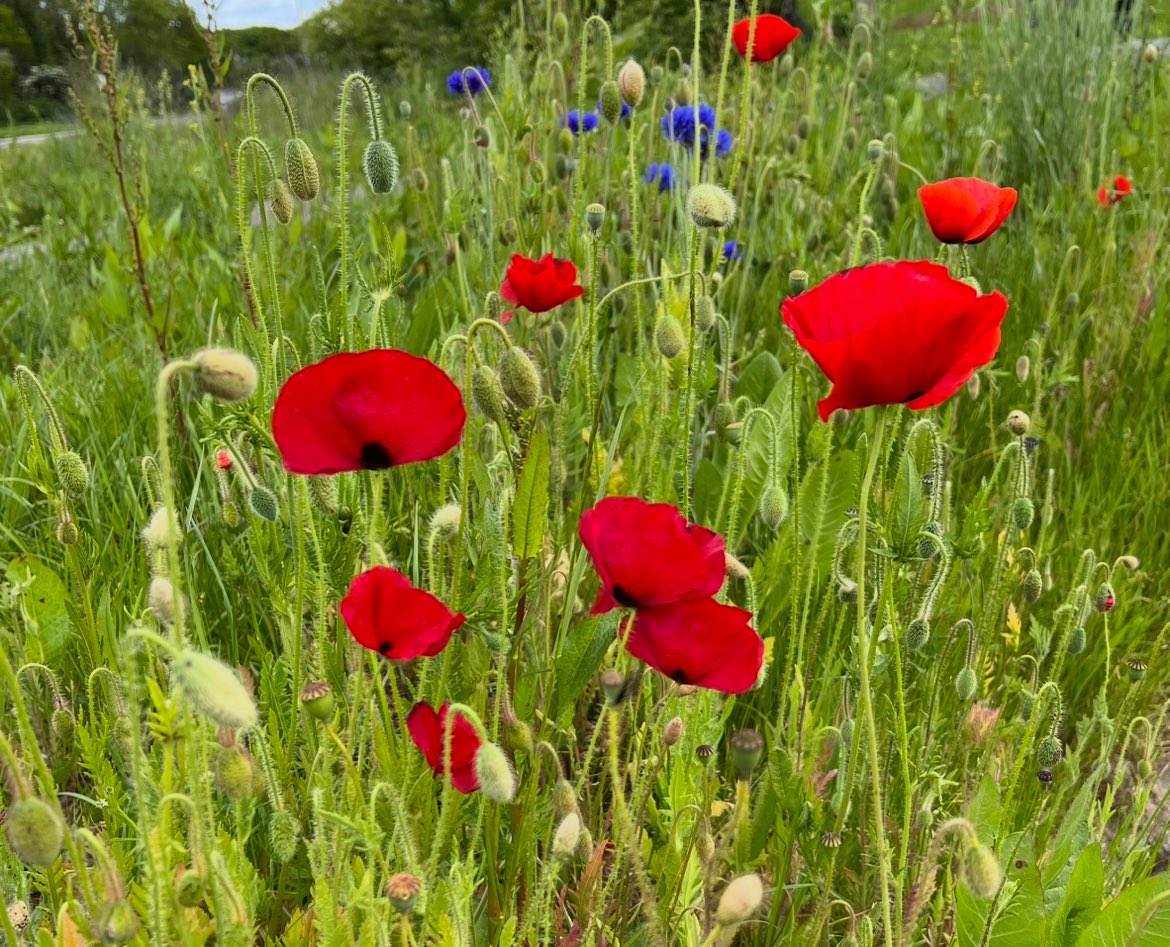 Thinking of all the boys and men who went to sea today to who knows what fate! #DDay #Wewillrememberthem